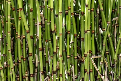 Chinese scientists have created transparent bamboo - a fireproof and waterproof alternative to glass
